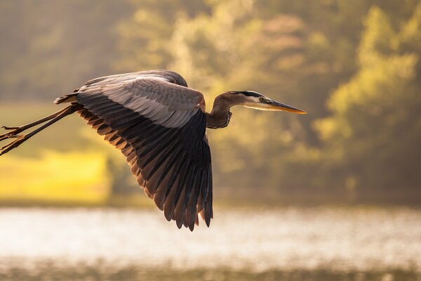 Garza en vuelo sobre el lago