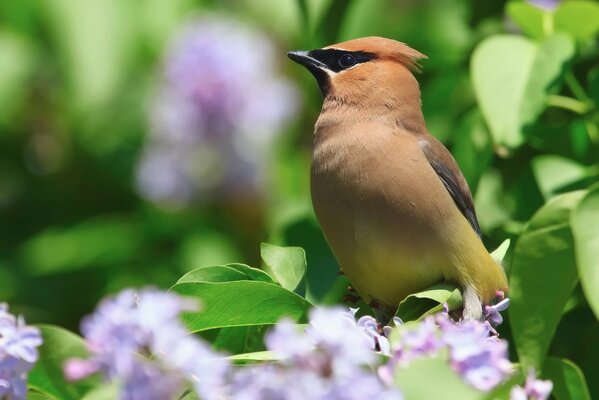 Waxwing sui fiori del cespuglio di lillà. In primavera, la natura si è completamente svegliata