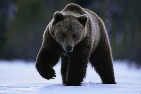 A bear in the snow raised its paw