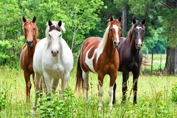 Cuatro caballos graciosos