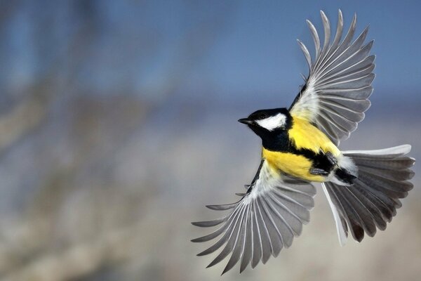 The tit flaps its wings. Yellow Bird