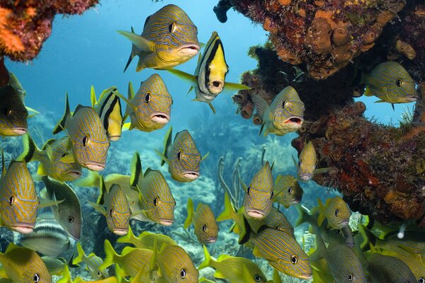 Тропический коралловый подводный мир