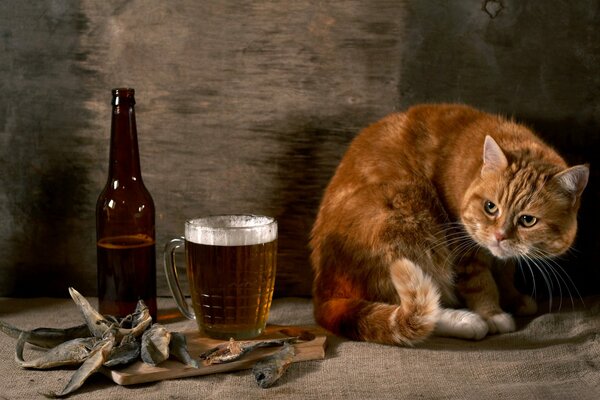 Chat roux à côté d une chope de bière et de poisson séché