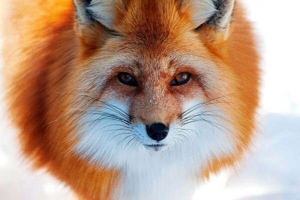 Red fox nose in winter