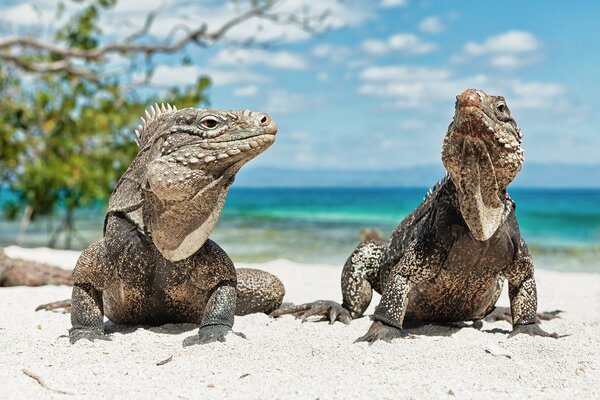 Iguanes bronzant sur la plage de Cuba