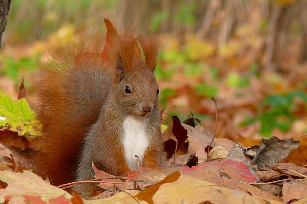 Eichhörnchen und Blätter. Genuss im Herbst