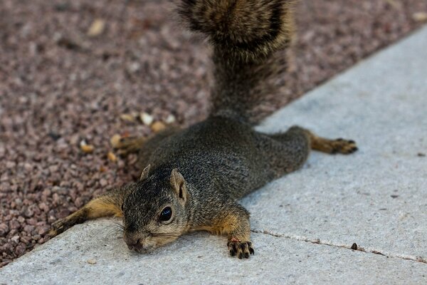 The squirrel pretended to see the enemy