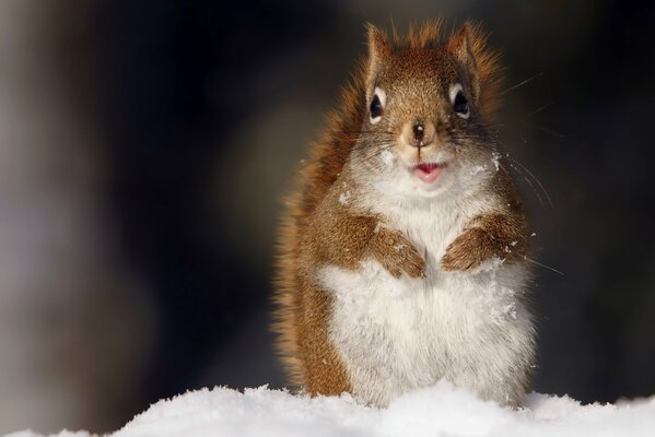 Linda ardilla en la nieve blanca de pie