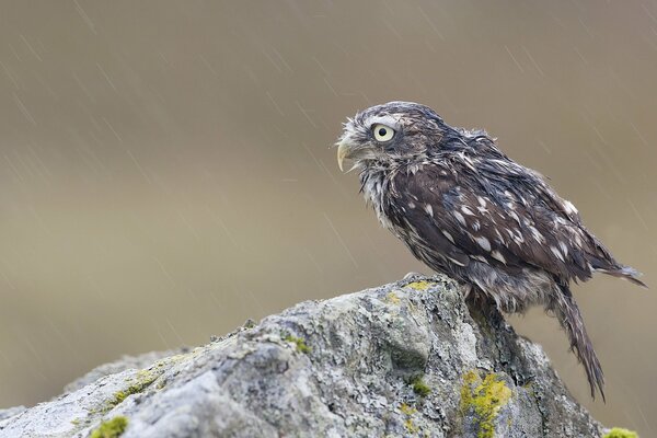 Owl chick on a rock in the rain