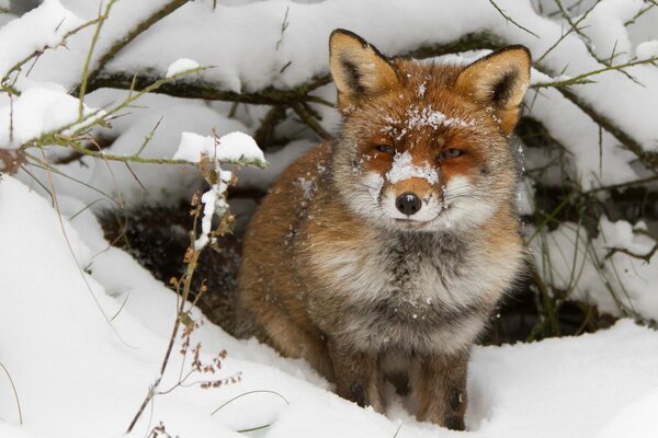 Fox in the cold winter in the snow