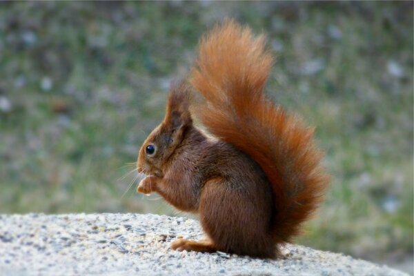 A red squirrel is sitting on a rock