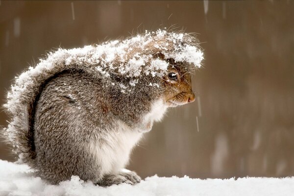 La neige est tombée sur une queue d écureuil moelleux
