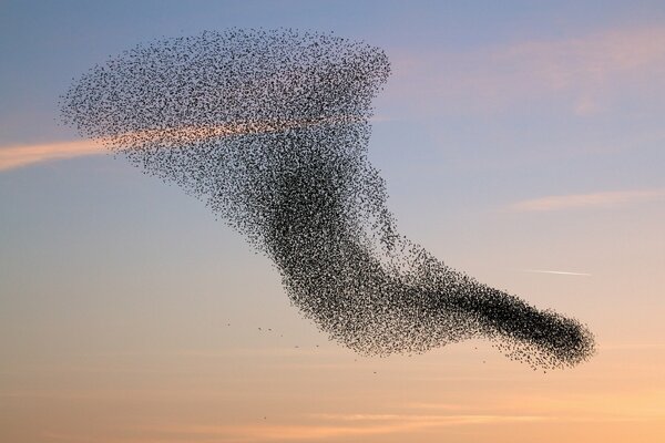 Uno stormo di uccelli che gira nel cielo