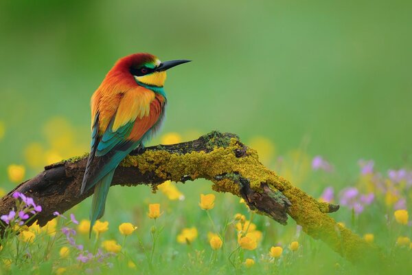 A colorful bird is sitting on a branch