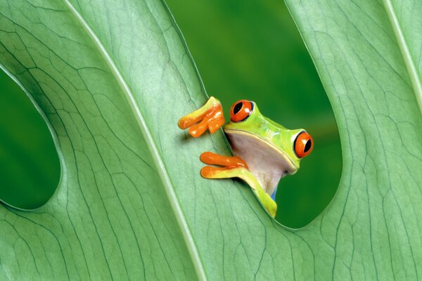 Ein Frosch mit roten Augen schaut hinter einem Blatt hervor