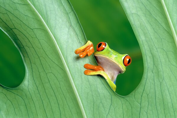 A frog with red eyes looks out from behind a leaf