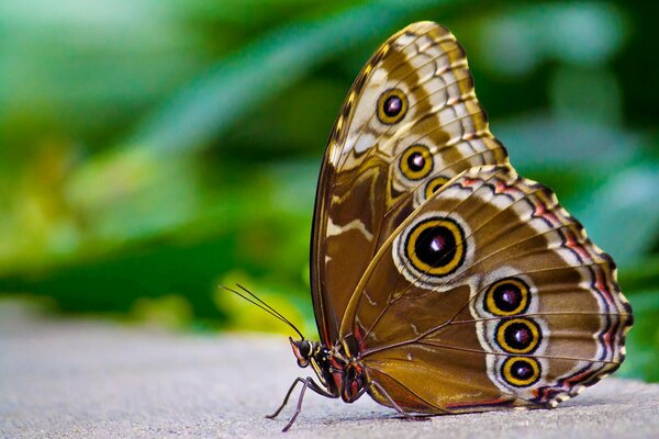 Macro di una farfalla marrone sull asfalto