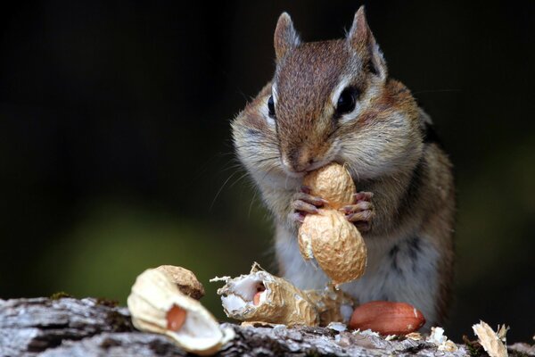 Chipmunk eats nuts in nature