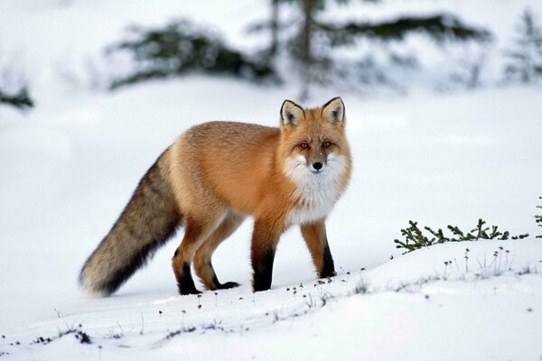 In winter , the fox hunts for snow