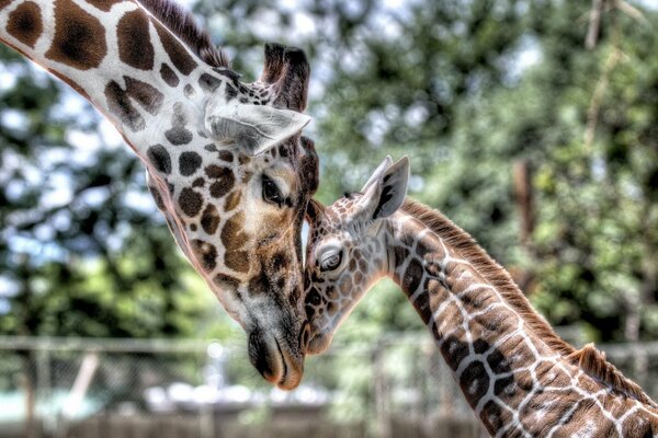 Tendresse de maman au bébé girafe