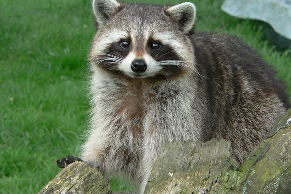 Cute raccoon was disturbed by a log