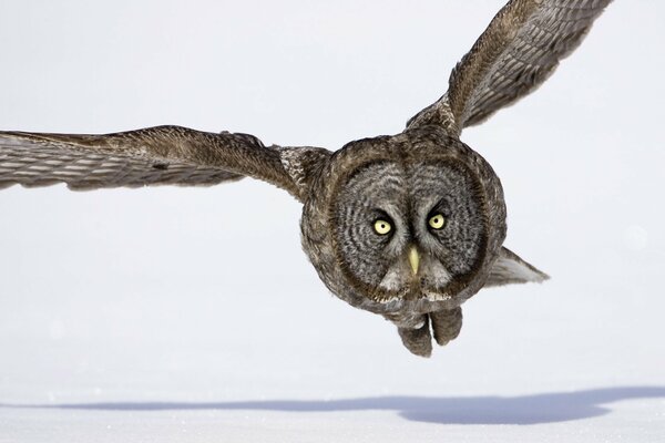 Vol de hibou en hiver