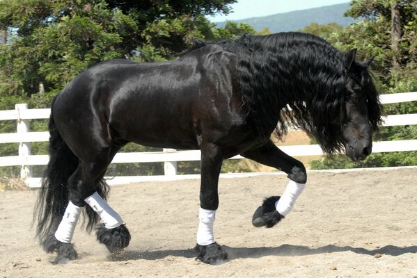 Hermoso semental negro para las carreras de caballos