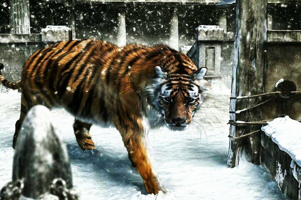 Ein gestreifter Tiger geht durch den Schnee