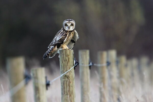 An owl sits on a wooden fence