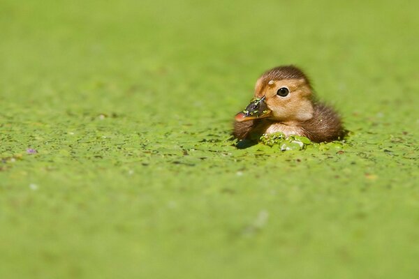 The duckling in the greenery is a funny bird