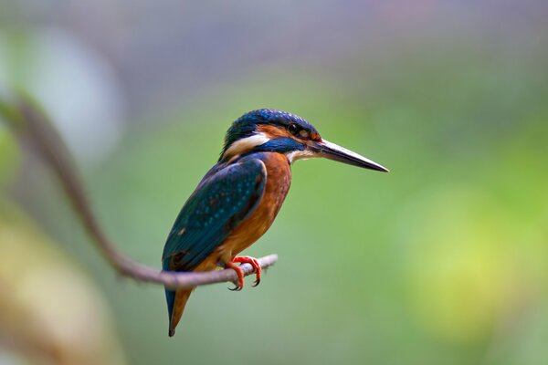 The kingfisher sits on a thin branch