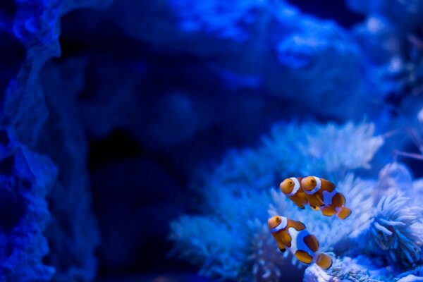 Aquarium bleu avec des poissons guppys