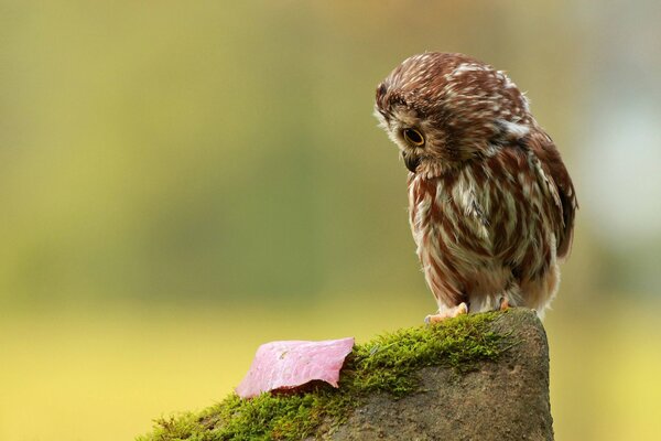 An owl sits on a stump and looks at a leaf