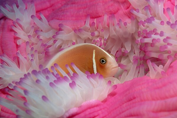 Ein Fisch in hellen Korallen am Meer