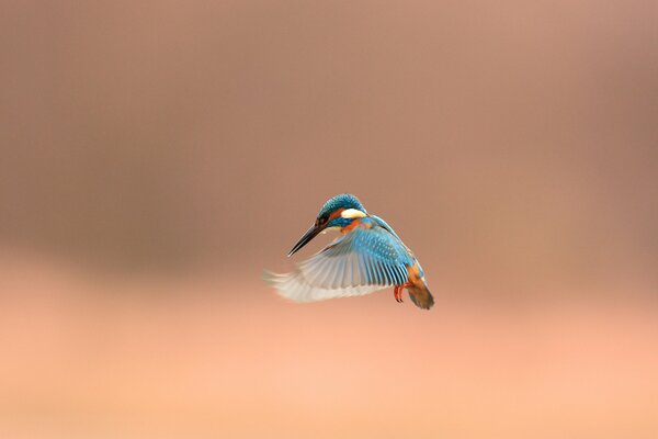 Fliegender Eisvogel am Sonnenuntergang