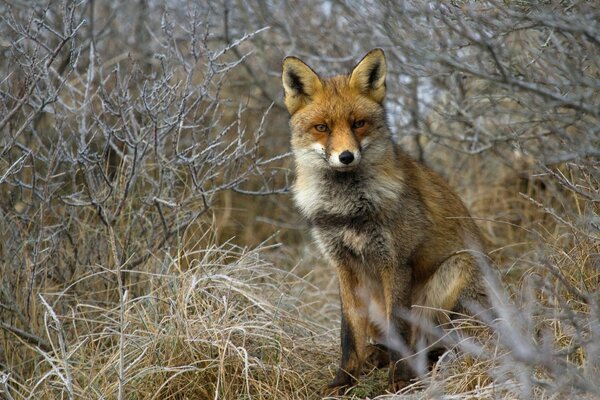 Renard posant dans des buissons couverts de givre