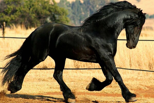 Elegante caballo negro de raza Frisia