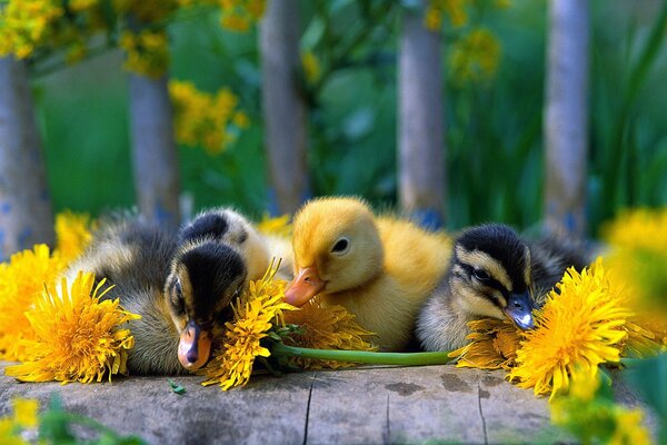 Ducklings among mother and stepmother