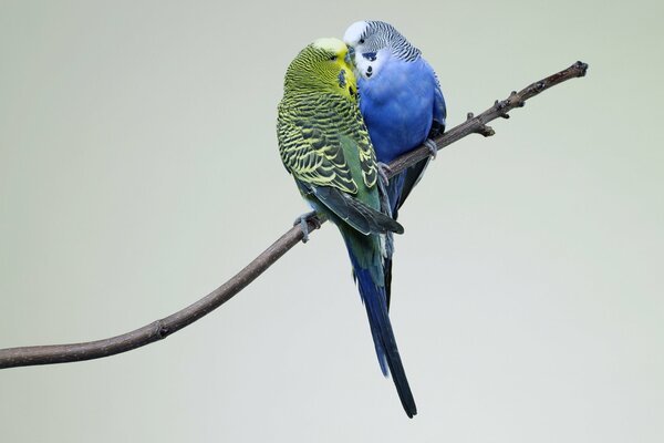 Un couple de perroquets sur une branche