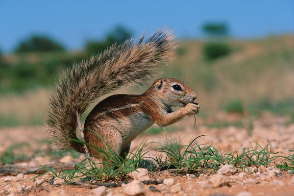 Ground squirrel eats grass