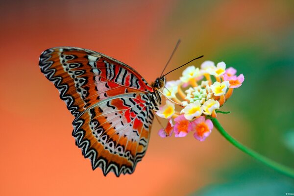 Beautiful butterfly with antennae on a flower