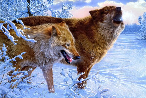 I lupi ululano nella foresta invernale