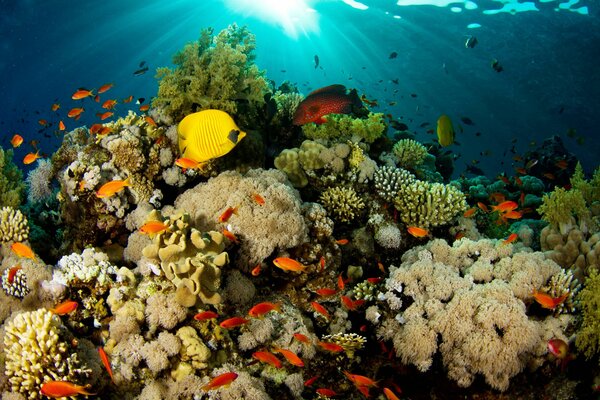 Poissons dans un récif de corail. Monde sous-marin