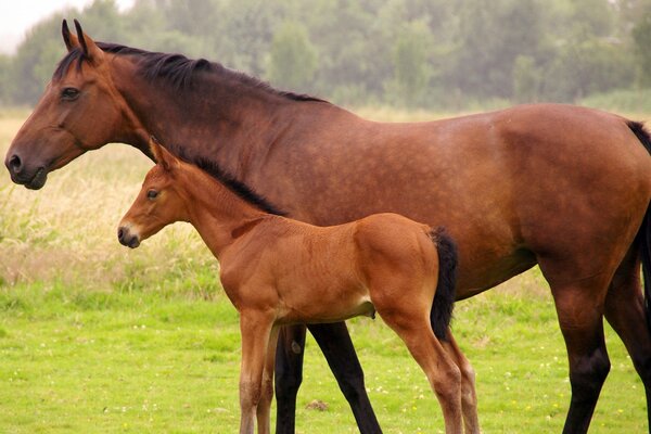 Bay horse and foal in the field