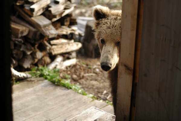 Der Bär schaute zu Besuch. Bär auf dem Hintergrund von Brennholz