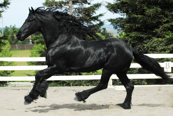 Caballo negro cabalga dentro del corral