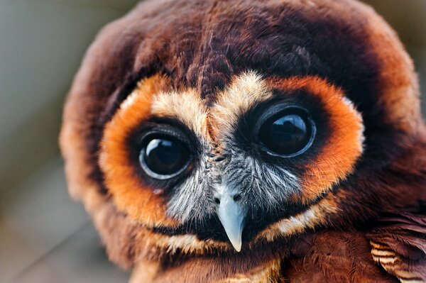 A little owl with big eyes