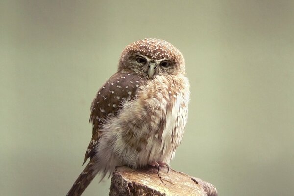 Macro owl in the forest is important