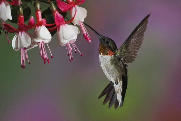 A hummingbird extracting nectar for itself