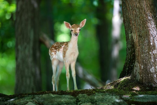 Pequeño ciervo en el bosque